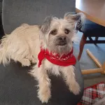 Small fluffy dog wearing a red bandana sitting in what appears to be a dental office